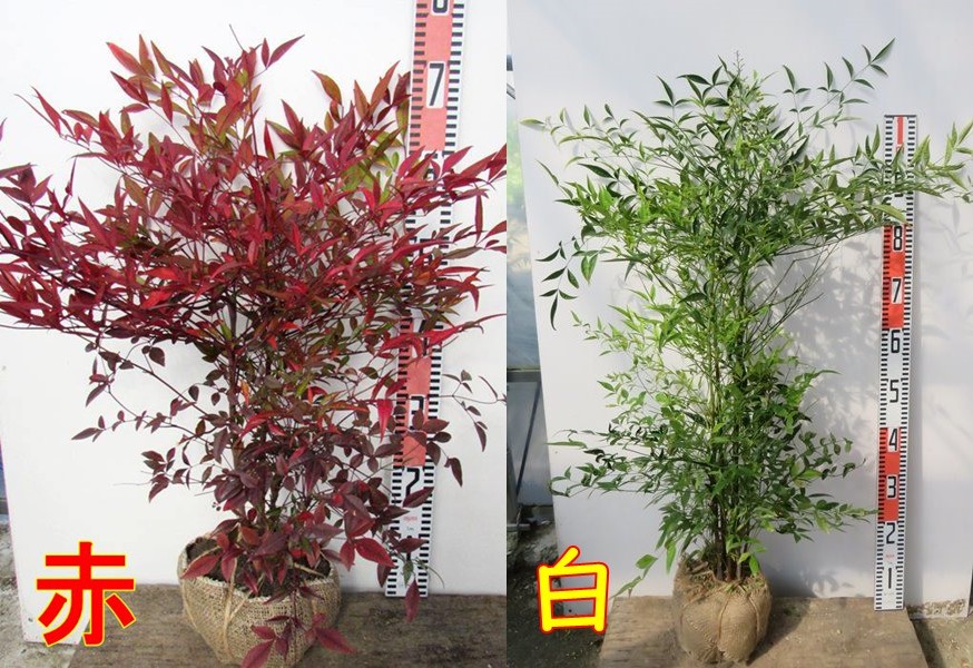 楽天市場】南天(ナンテン) Lサイズ 苗木【赤南天/白南天】 : 千草園芸