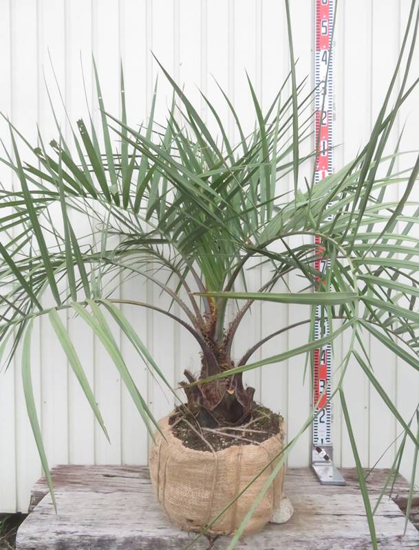 楽天市場】【現品発送】ココスヤシ 大株 根巻き 苗木【Q】13 : 千草園芸