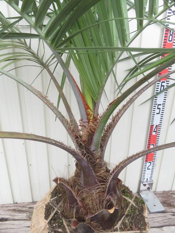 楽天市場】【現品発送】ココスヤシ 大株 根巻き 苗木【Q】13 : 千草園芸