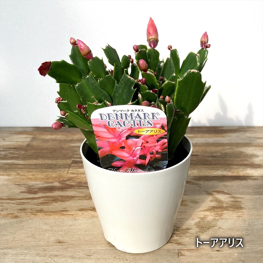 楽天市場】【全8種 品種で選ぶ】シャコバサボテン 3.5号カラーポット