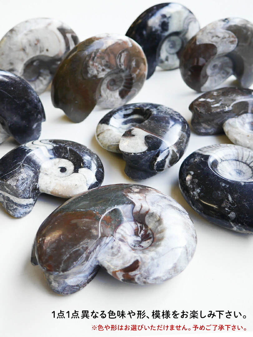 楽天市場】Sサイズ 【化石ペーパーウェイト】アンモナイト 大理石 文鎮