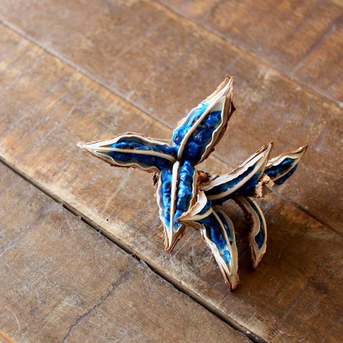 楽天市場】送料無料】旅人の木（タビビトノキ）の種南国の風を運んで