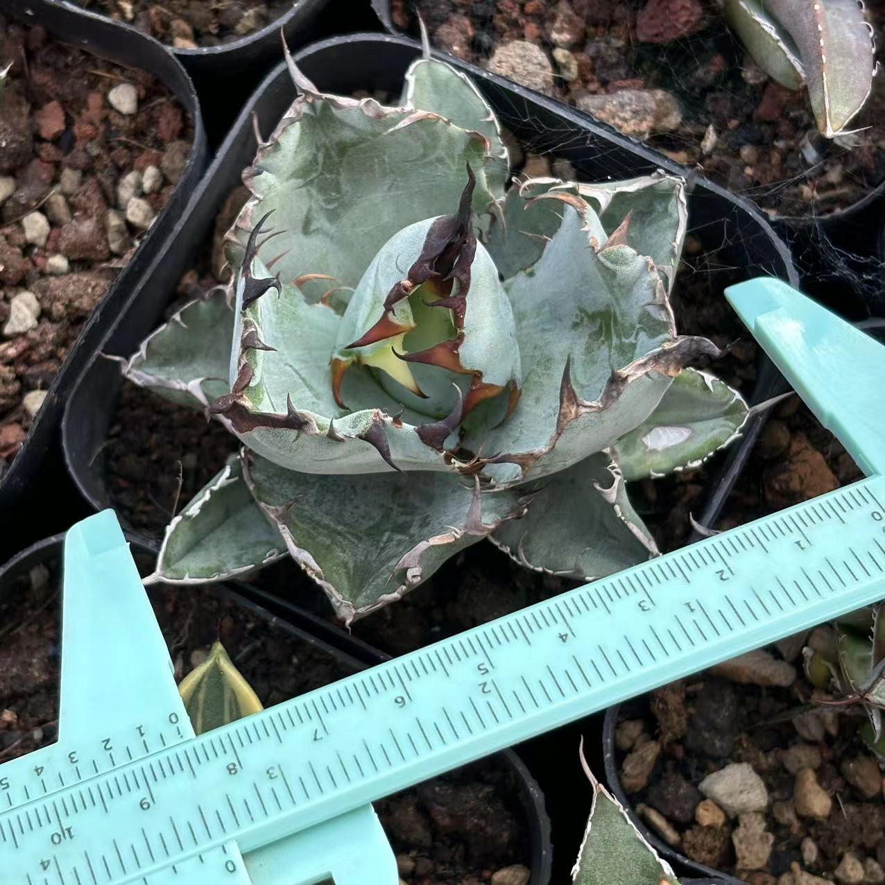 楽天市場】極上株アガベチタノタ ブラックアンドブルー 黒火焔 強棘 黒