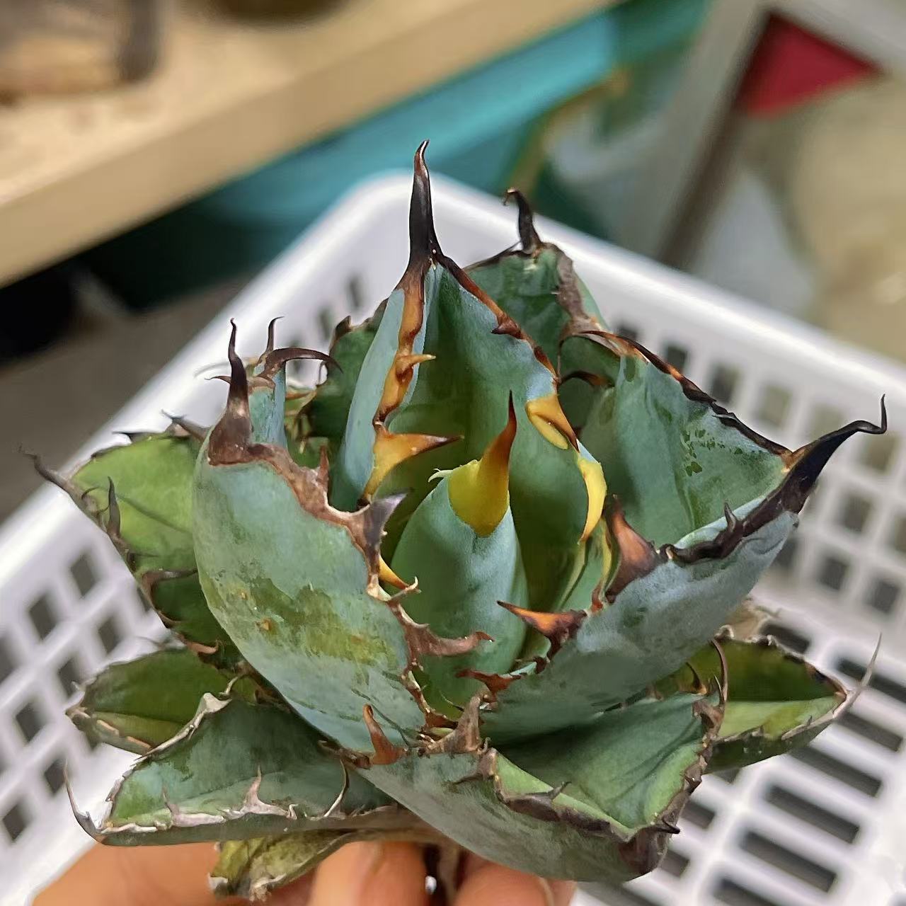 楽天市場】極上株アガベチタノタ ブラックアンドブルー 黒火焔 強棘 黒