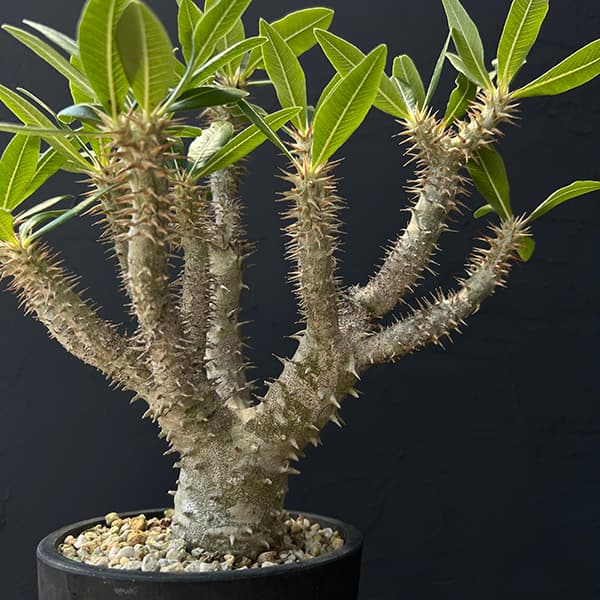 楽天市場】観葉植物/パキポディウム：ホロンベンセ 5号22-01 : 園芸