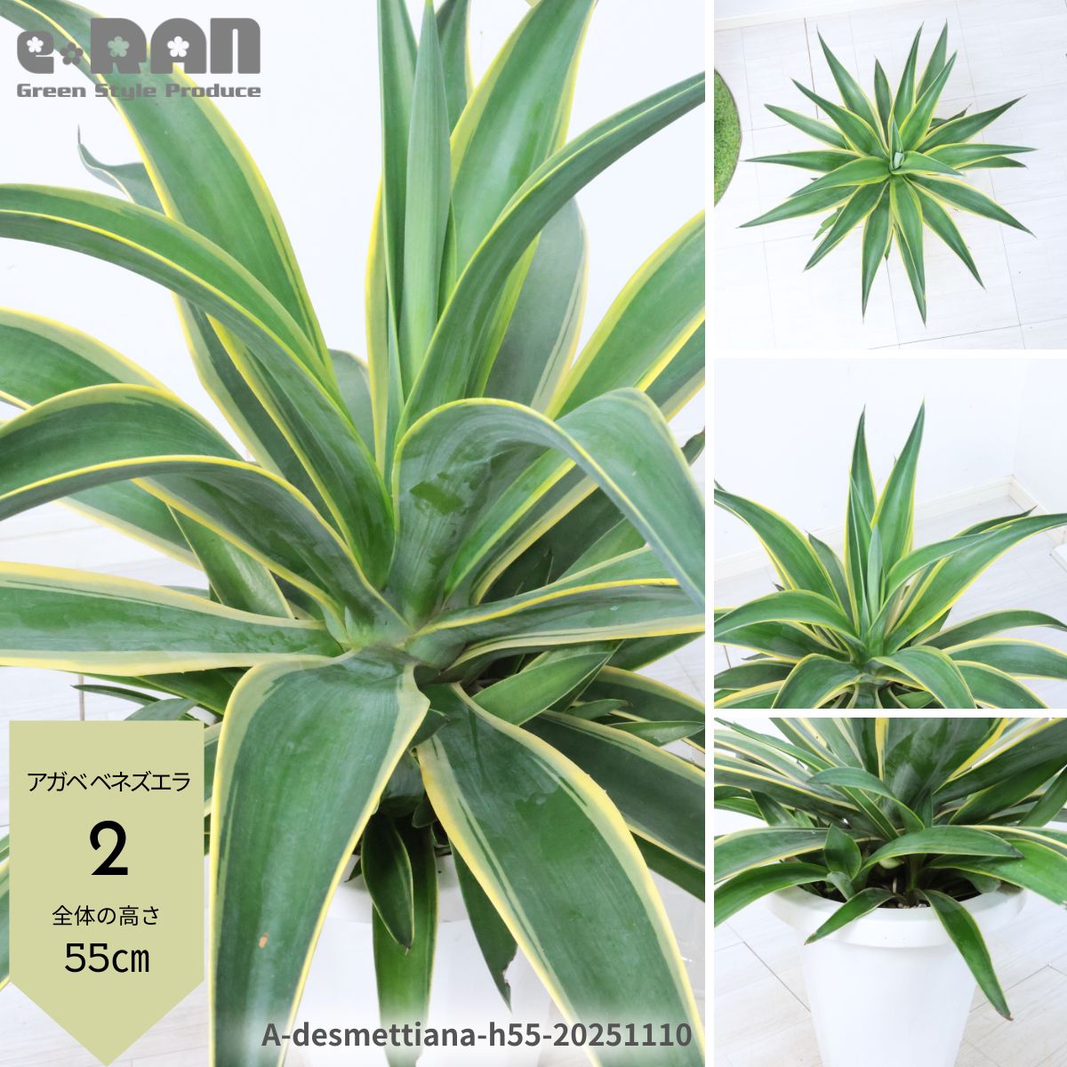 楽天市場】＼ポイント5倍／【選べる現品発送】大型 アガベ ベネズエラ