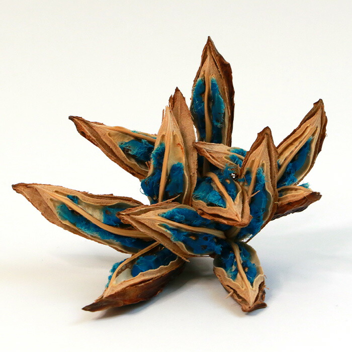 楽天市場】【ふるさと納税】タビビトの木 (美しいコバルトブルー