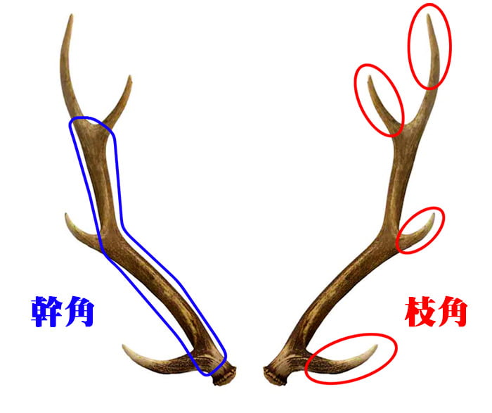 楽天市場】【ふるさと納税】えぞ鹿カット角【約10cm×3本】※トリーツ