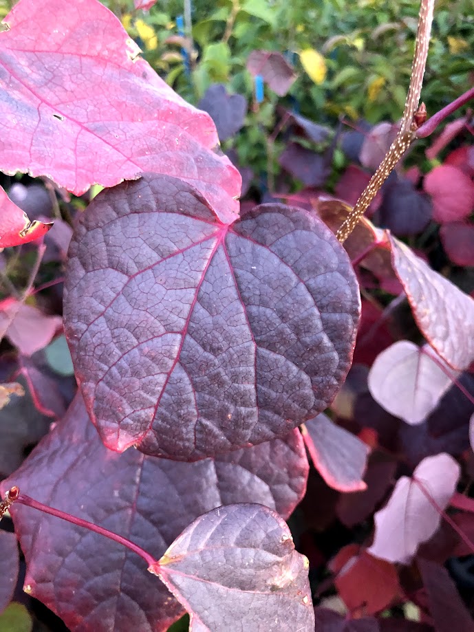 楽天市場】マルバノキ【シンボルツリー 庭木 植木】 : ファインガーデン