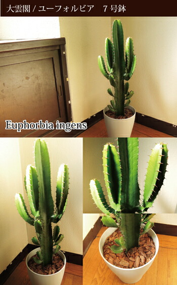 楽天市場】『大雲閣』 7号鉢 (大) ユーフォルビア 【送料無料】ギフト