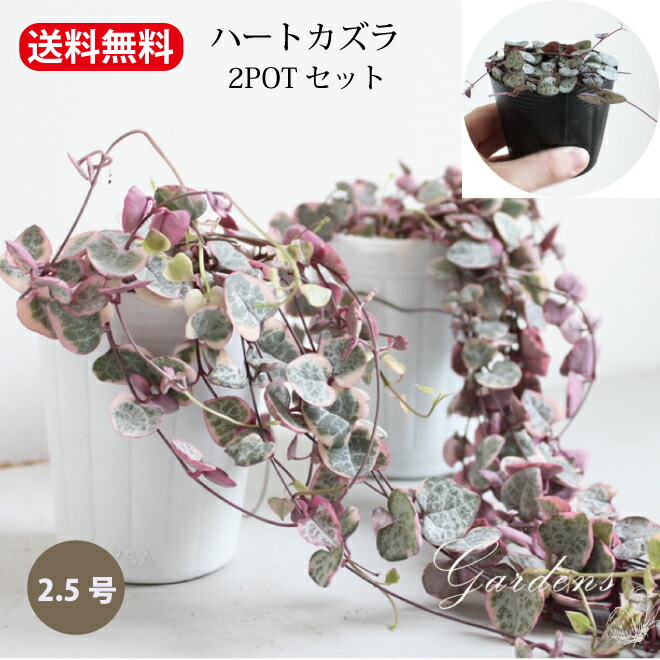 楽天市場】ハートカズラ（観葉植物｜花・観葉植物）：花・ガーデン