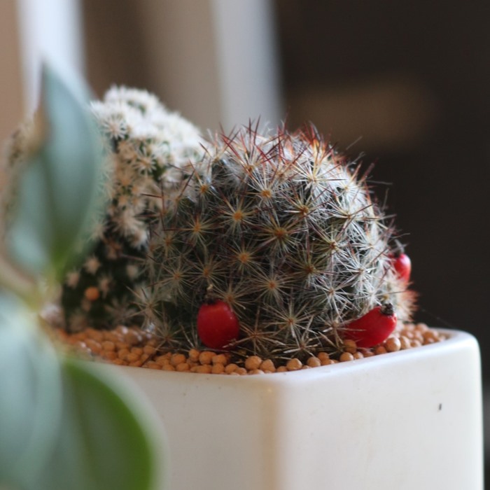 楽天市場】「サボテン 寄せ植え」プチギフト ママ友 陶器鉢 鉢付