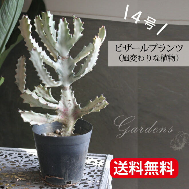 楽天市場】ユーフォルビア ホワイトゴースト ビザールプランツ 4号 4寸