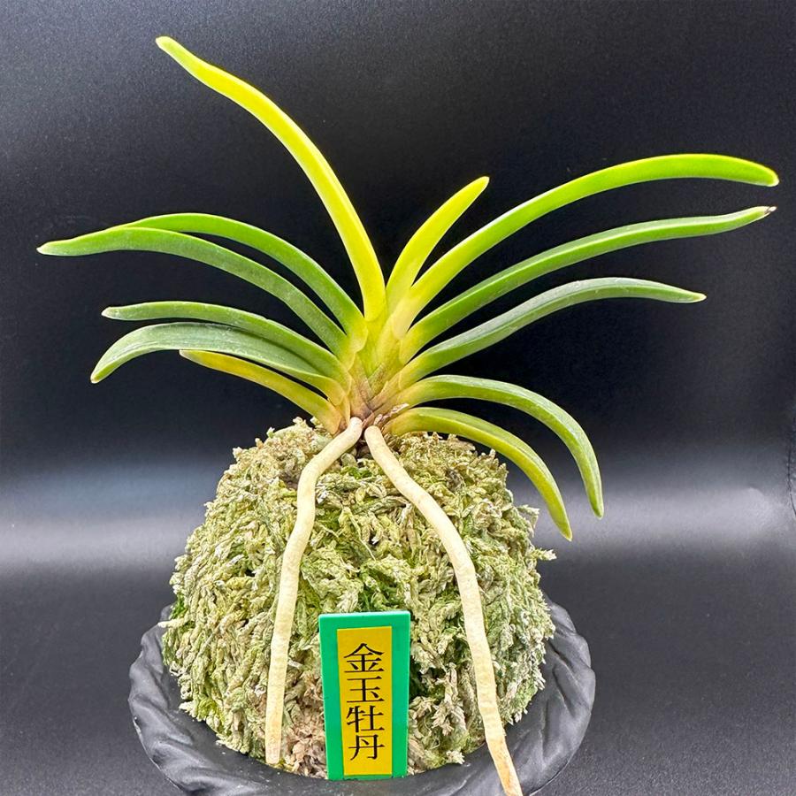 楽天市場】【店内全品2個同時購入10％OFFクーポン配布中】 富貴蘭 風蘭