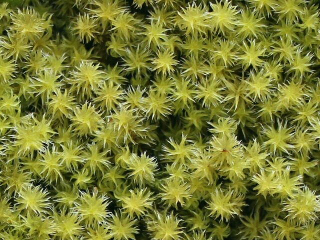 楽天市場】苔 こけ コケ スナゴケ 砂苔 【スナゴケミニパック（M1