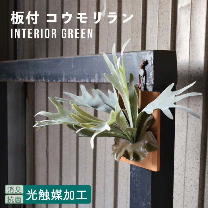 楽天市場】抗菌 消臭 壁掛け 板付 コウモリラン ビカクシダ 造花