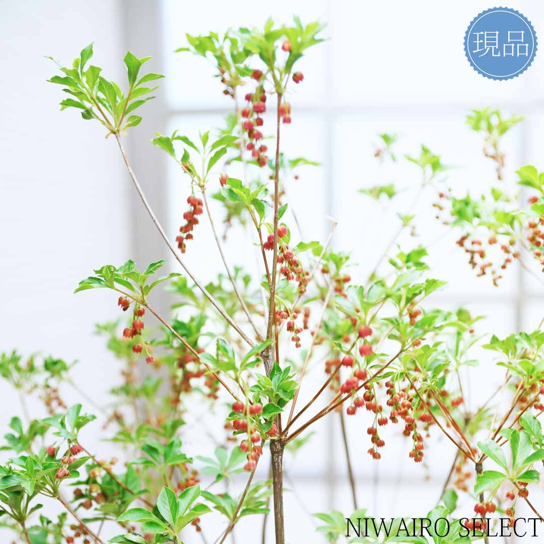 楽天市場】【現品】【紅ドウダンツツジ】 ベニドウダンツツジ 灯台躑躅