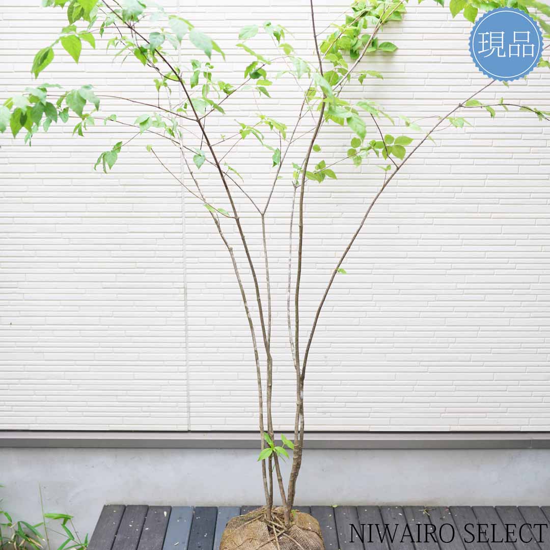 楽天市場】【現品】【ツリバナマユミ】 ニシキギ科 株立ち 自然風樹形