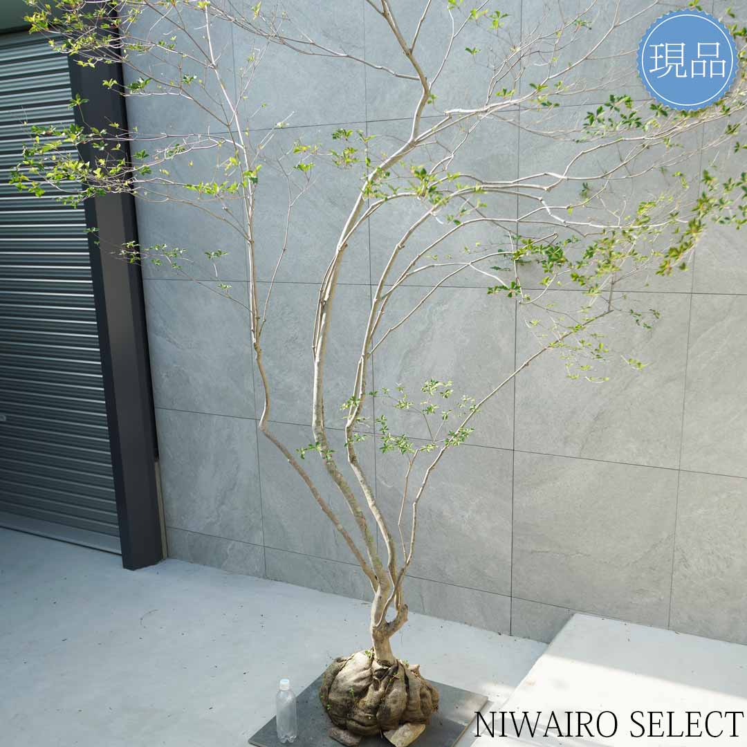 楽天市場】【現品】山採り【大型ドウダンツツジ】灯台躑躅 自然風樹形