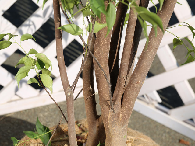 楽天市場】ハイノキ 株立ち 2.3m 露地 苗木 : トオヤマグリーン