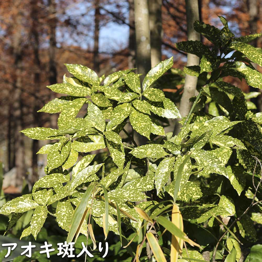 楽天市場】アオキ 斑入り 1m 露地 苗 : トオヤマグリーン