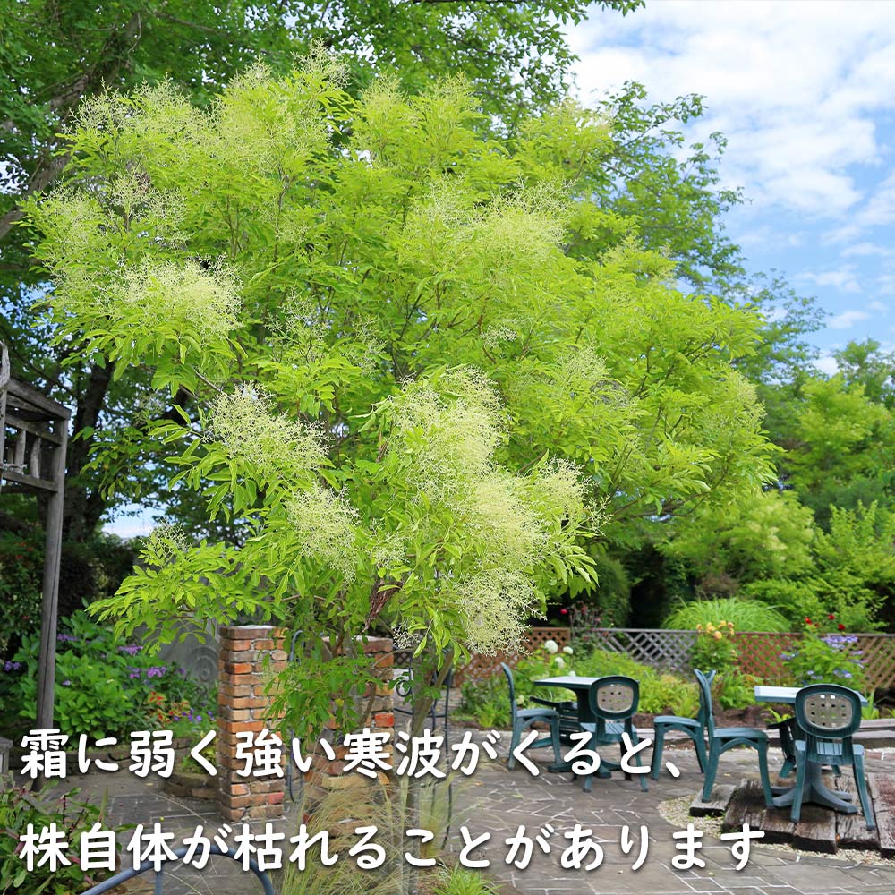 楽天市場】シマトネリコ 株立ち 2m 露地 苗木 : トオヤマグリーン