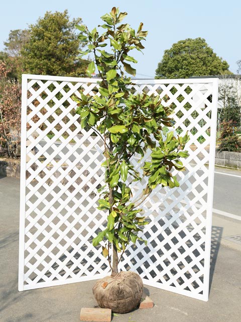 楽天市場】タイサンボク矮性 リトルジェム 2m 露地 2本 苗木