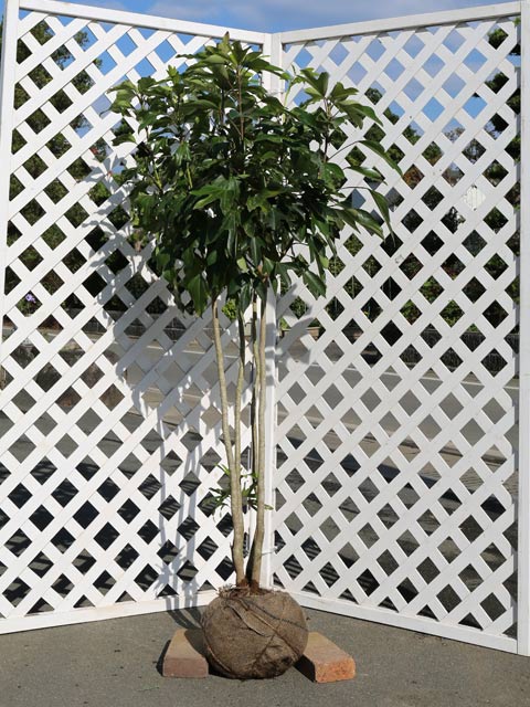 楽天市場】カクレミノ株立ちの通販