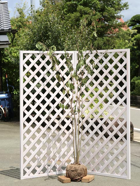 楽天市場】ヤマザクラ 株立ち 1.7m 露地 苗木 : トオヤマグリーン