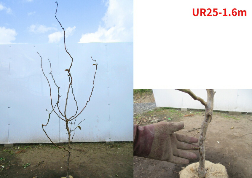 楽天市場】【現品発送】雲竜梅（ウンリュウバイ）樹高1.4-1.6m(根鉢