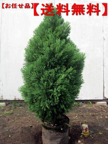 楽天市場】ローズダリスコニファー樹高0.8m前後(根鉢含まず）8号ポット