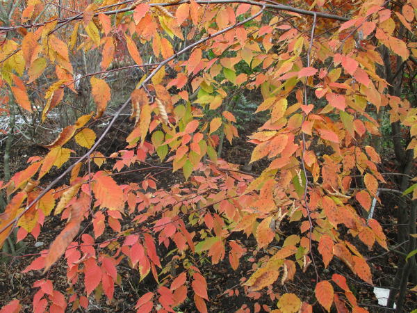 楽天市場】【現品発送】アカシデ(アカメソロ) 株立ち 樹高1.9-2.3m(根