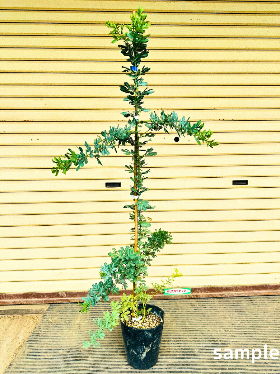 楽天市場】ミモザアカシア 苗木 6号 : 千草園芸