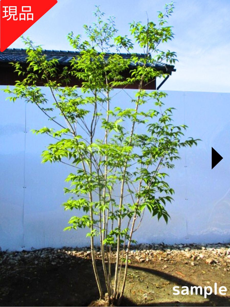 楽天市場】アオダモ 株 立ち 3mの通販