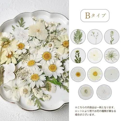 楽天市場】【押し花】押し花MIX 約33枚 アソートセット ドライフラワー