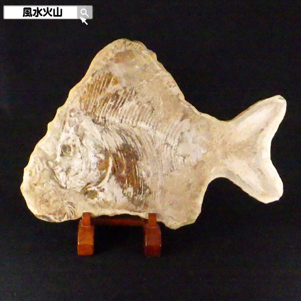 楽天市場】＼27日11:59迄10％OFFクーポン／ 魚の化石 化石 魚 古代