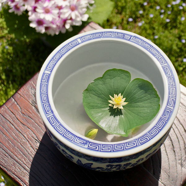 楽天市場】睡蓮鉢 アンティーク スイレン鉢の通販