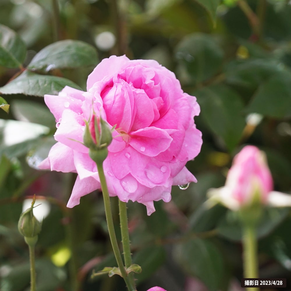 楽天市場】四季咲き強健バラ苗 【ザ メイフラワー】 2年生大苗 登録