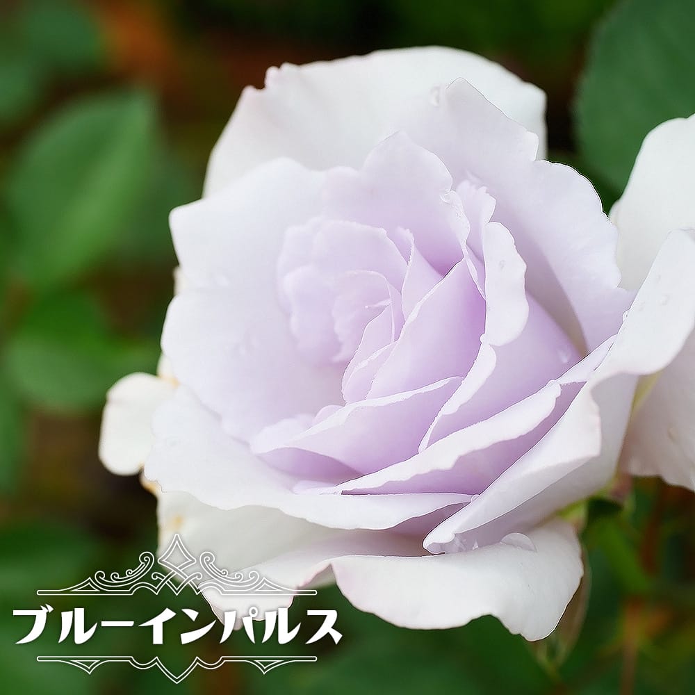 楽天市場】四季咲き強香バラ 【ブルーインパルス】 2年生大苗 : 苗木部