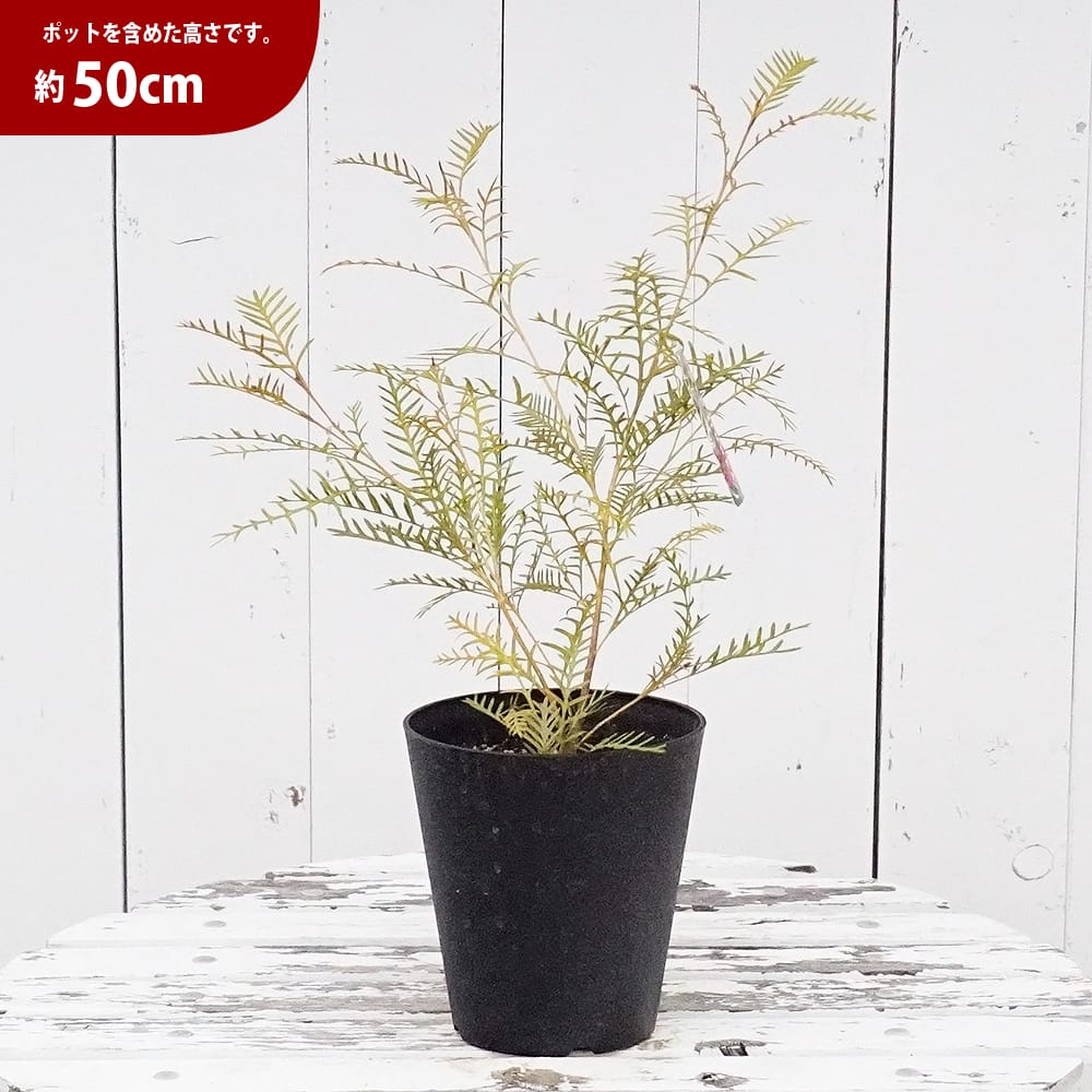 楽天市場】グレビレア 【レッドフックス】 5号鉢植え : 苗木部 by 花