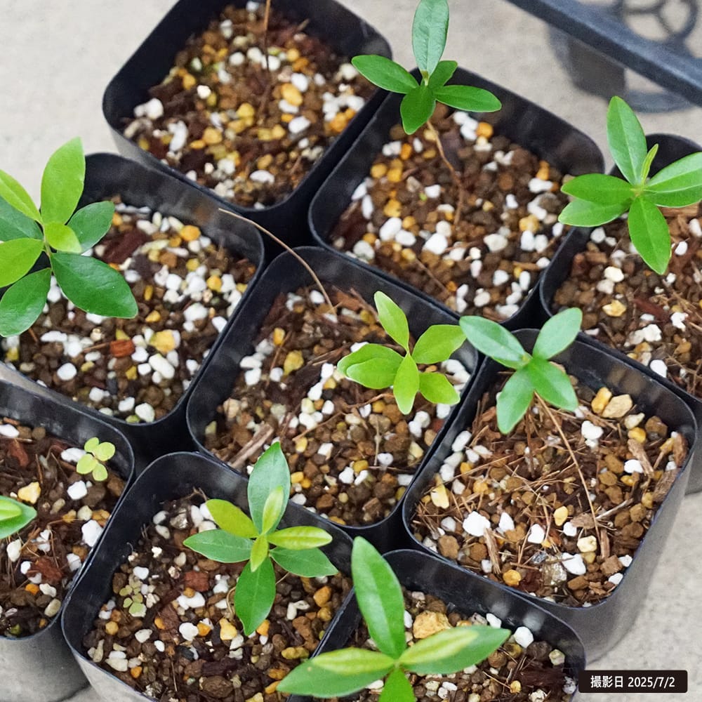 楽天市場】セレージャ 【オレンジ】 2号ポット苗 実生 : 苗木部 by