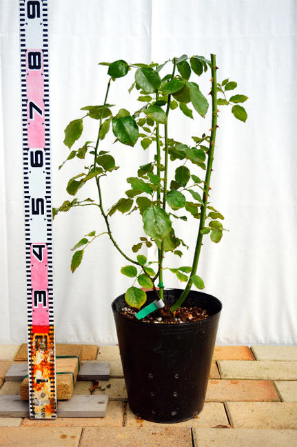 楽天市場】四季咲き強香つるバラ 【コンパッション】 3年生特大苗