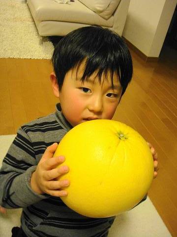 楽天市場】【晩白柚】 苗 ザボン 3年生接木大苗 【産地で剪定済 1.0m苗