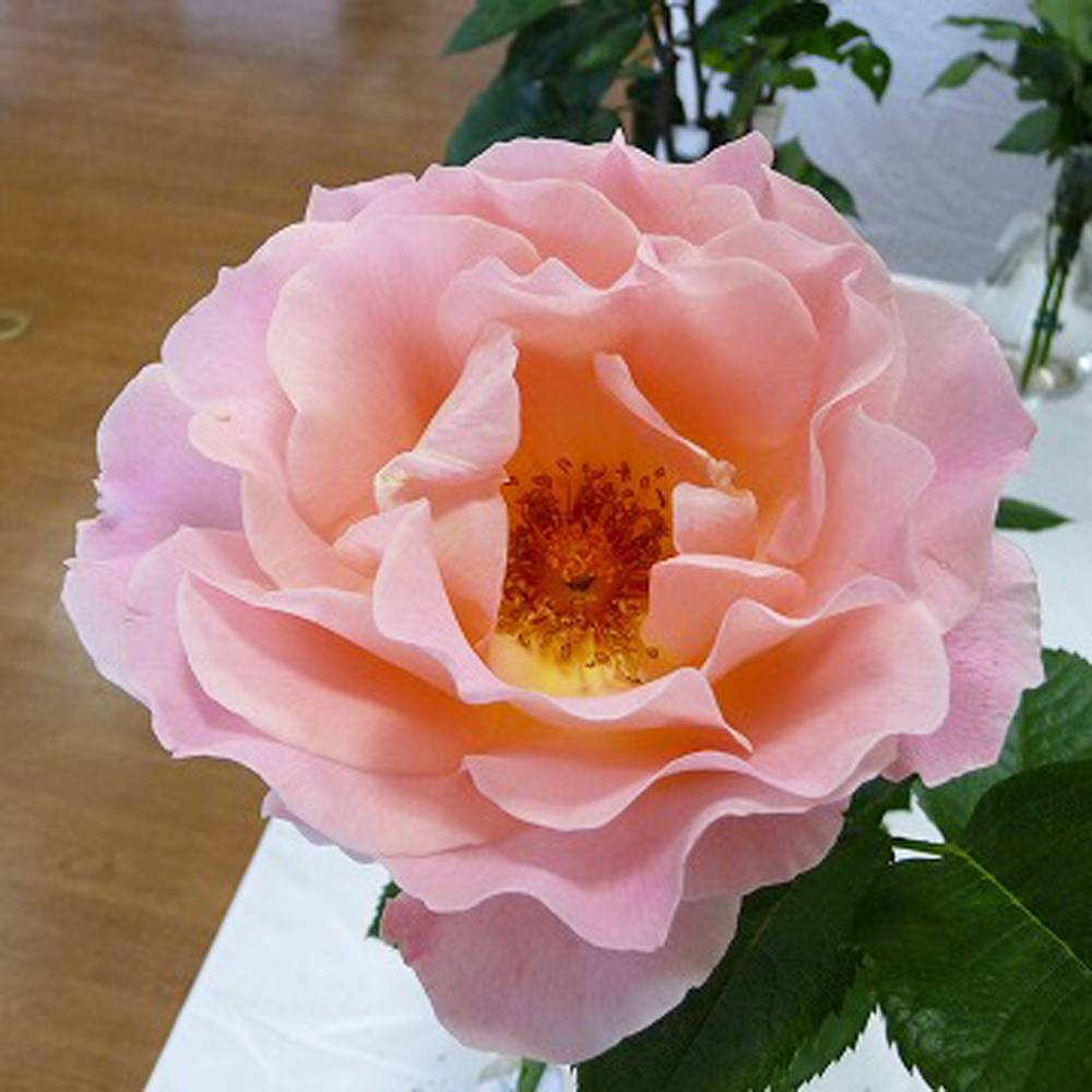 楽天市場】つるバラ 【ロココ】 2年生大苗 : 苗木部 by 花ひろば