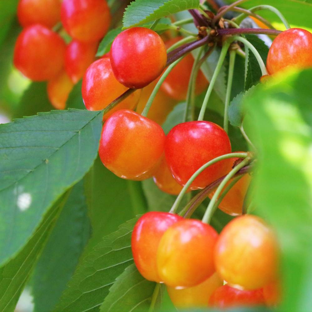 楽天市場】3月3日20時からのセール対象商品 さくらんぼの木 【YD佐藤錦