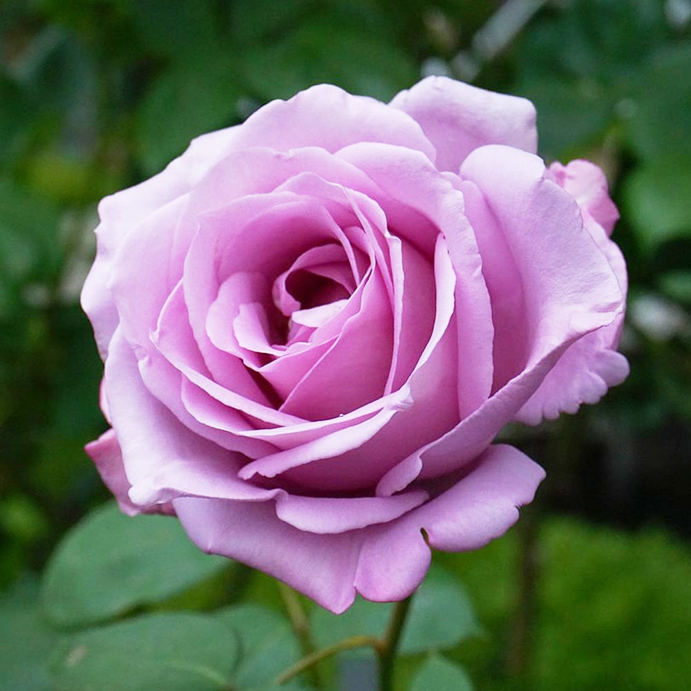 楽天市場】四季咲き強香バラ苗 【ブルームーン】 2年生大苗 6号ポット