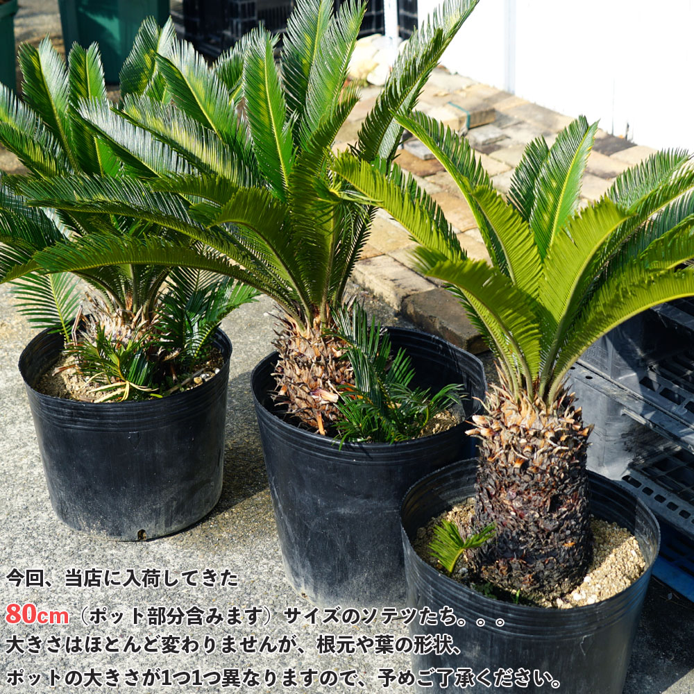 楽天市場】蘇鉄 (ソテツ) 80cm Good Style 大苗 観葉植物 : 苗木部