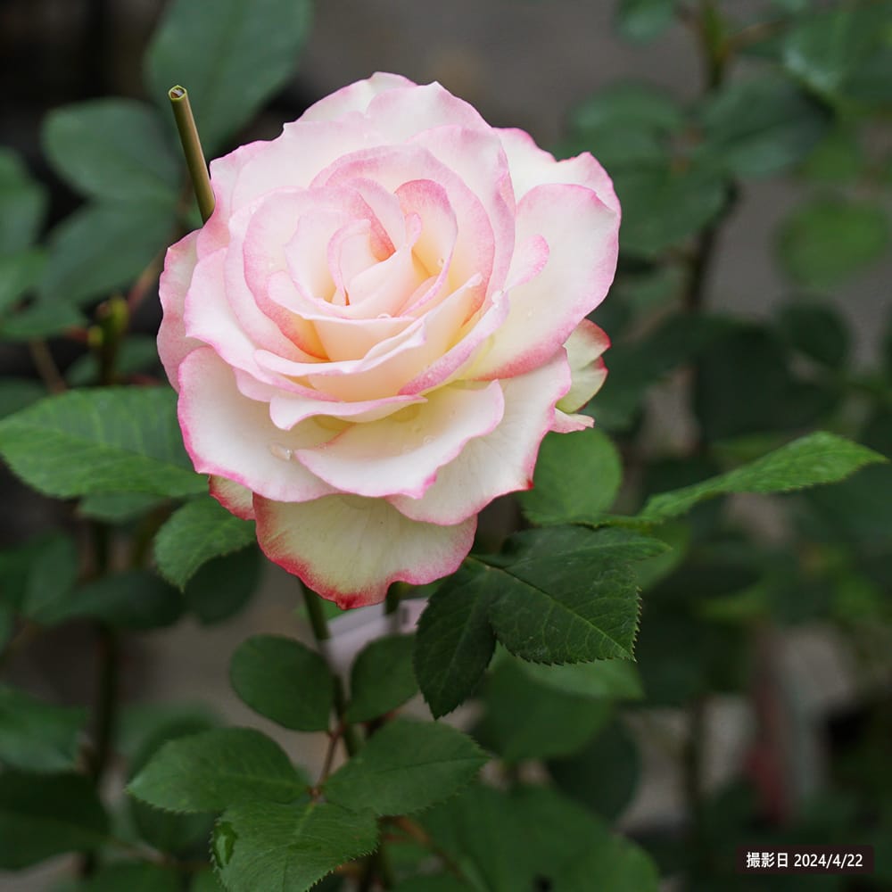 楽天市場】四季咲きバラ苗 【ジュビレデュプリンスドゥモナコ】 国産苗