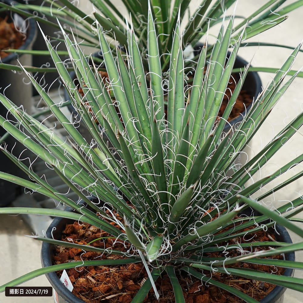 楽天市場】【フィリフェラ】ユッカ ナーセリーポット大苗 耐寒性南欧風