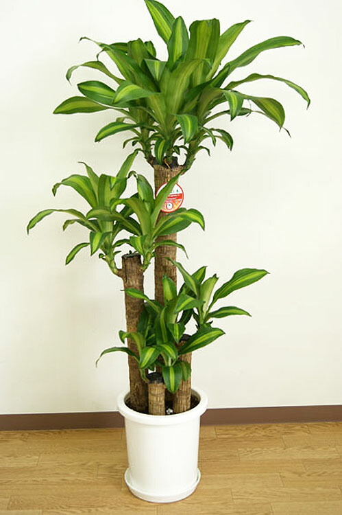 楽天市場】観葉植物 幸福の木8号プラスチック鉢 高さ約1.2m ドラセナ